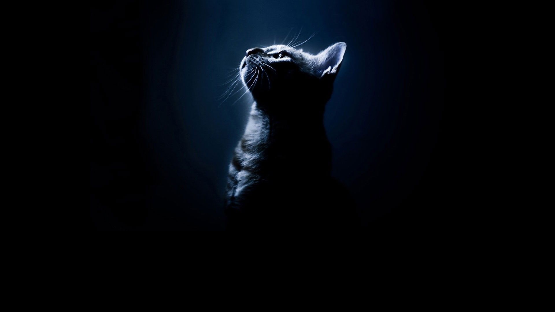 Silhouette gatto scuro, 1920x1080 1080p, Desktop