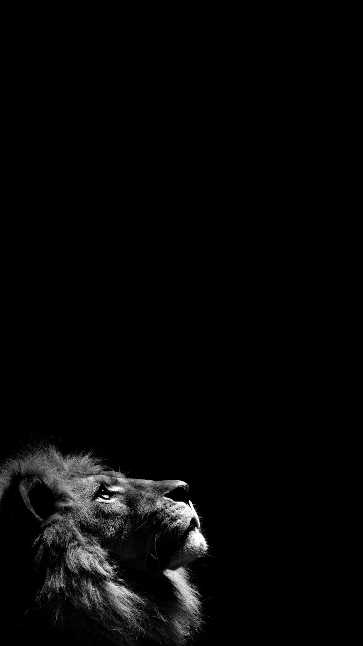 Leone in bianco e nero, 1200x2133 Verticale, OnePlus