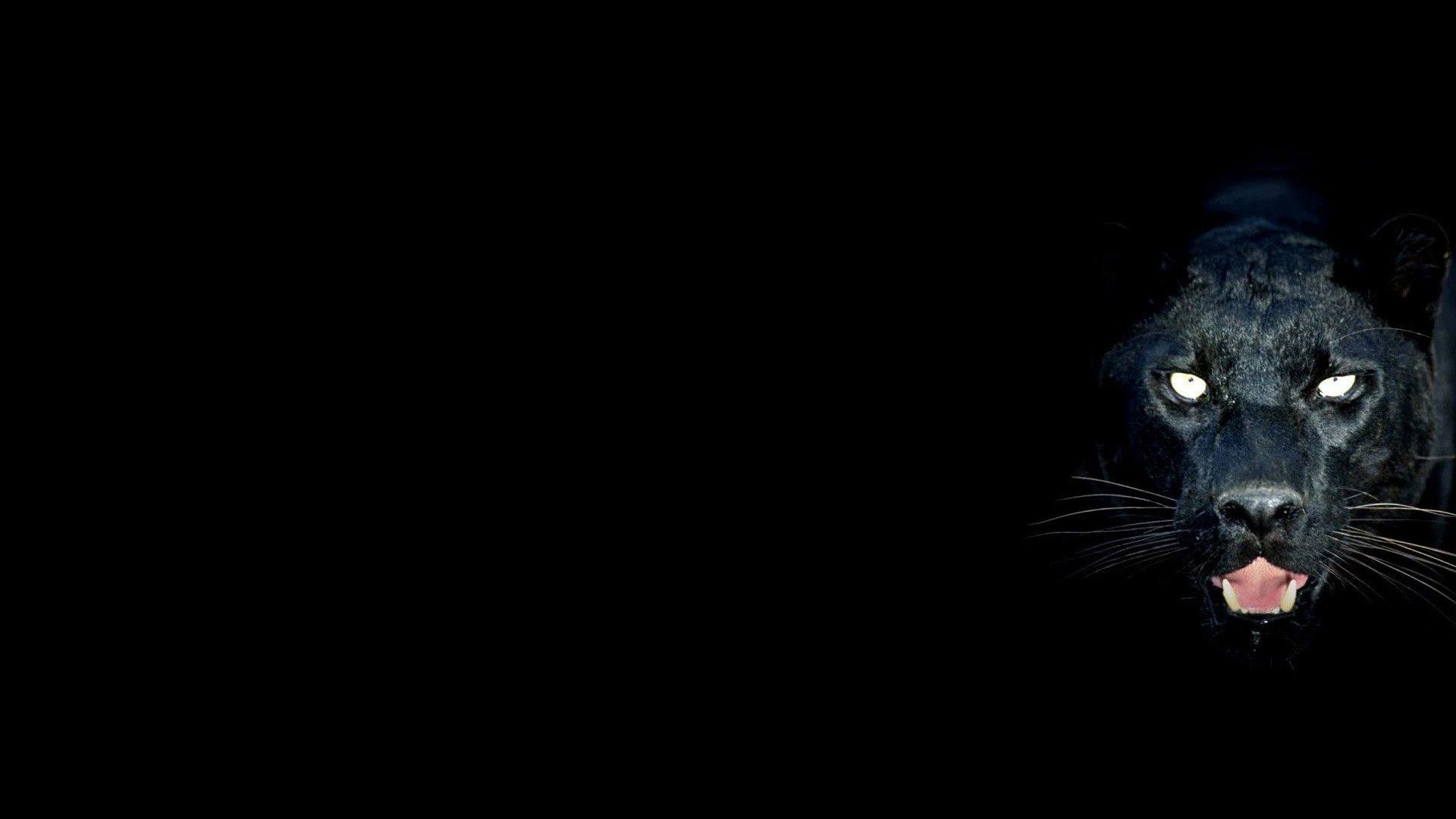 Tigre su sfondo nero, 1920x1200 Full HD+, Desktop
