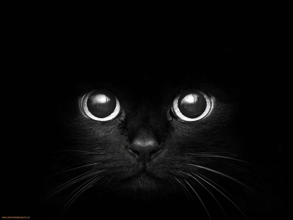 Gatto nero occhi luminosi, 1024x768 HD, Desktop