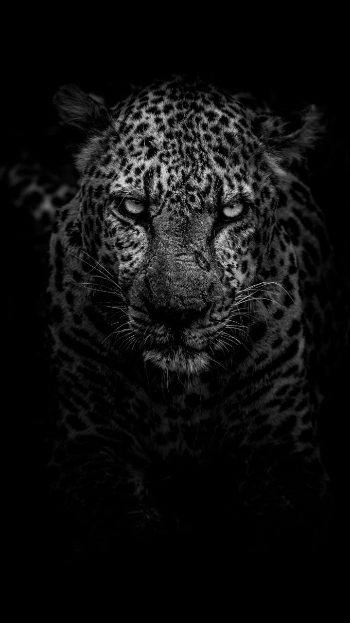 Leopardo bianco e nero, 720x1280 Full HD Verticale, Smartphone