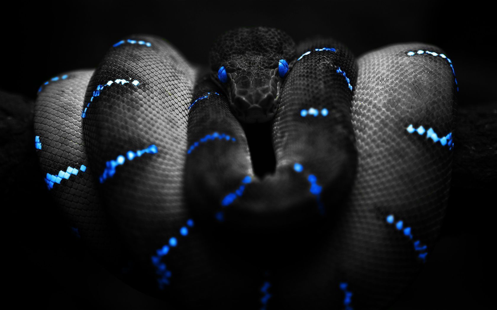 Serpente nero con riflessi blu, 1680x1050 900p, MacBook Air