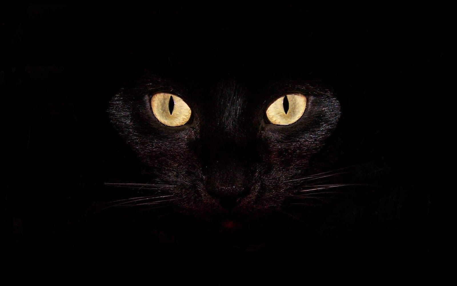 Occhi di gatto nero nel buio, 1600x1000 HD Ready, Desktop