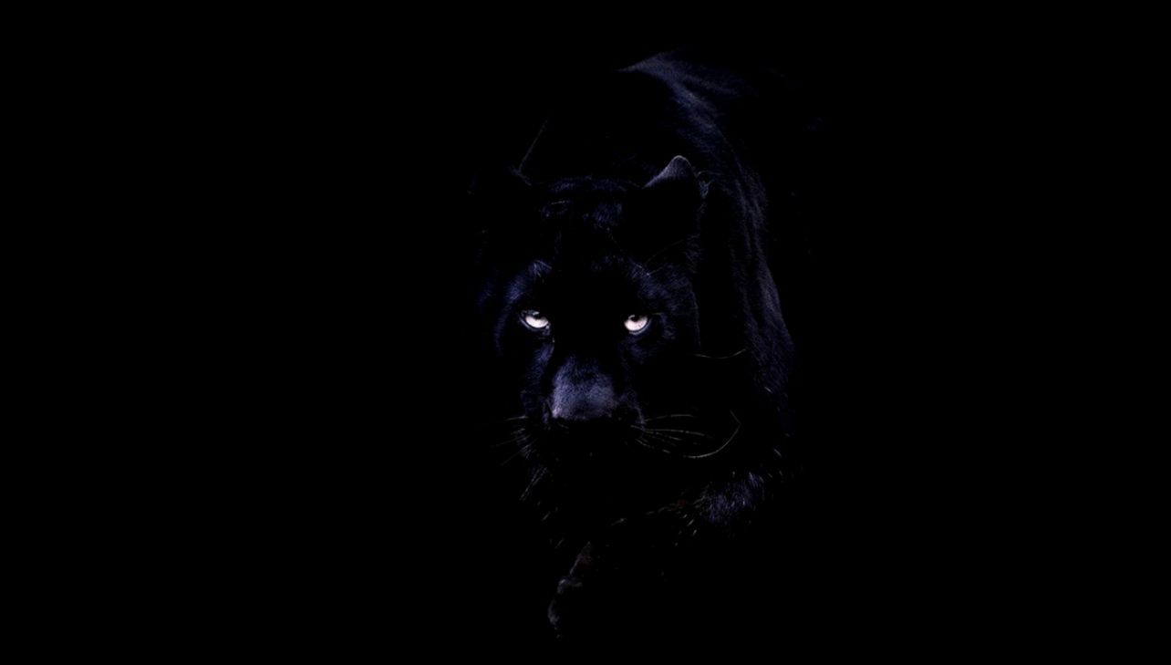 Pantera nera occhi luminosi, 1284x729 720p, PC