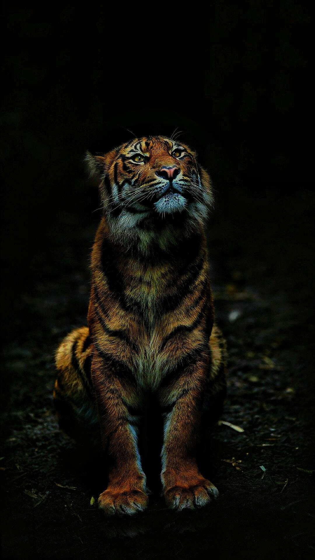 Tigre seduta su sfondo scuro, 1080x1920 Full HD Verticale, Samsung Galaxy