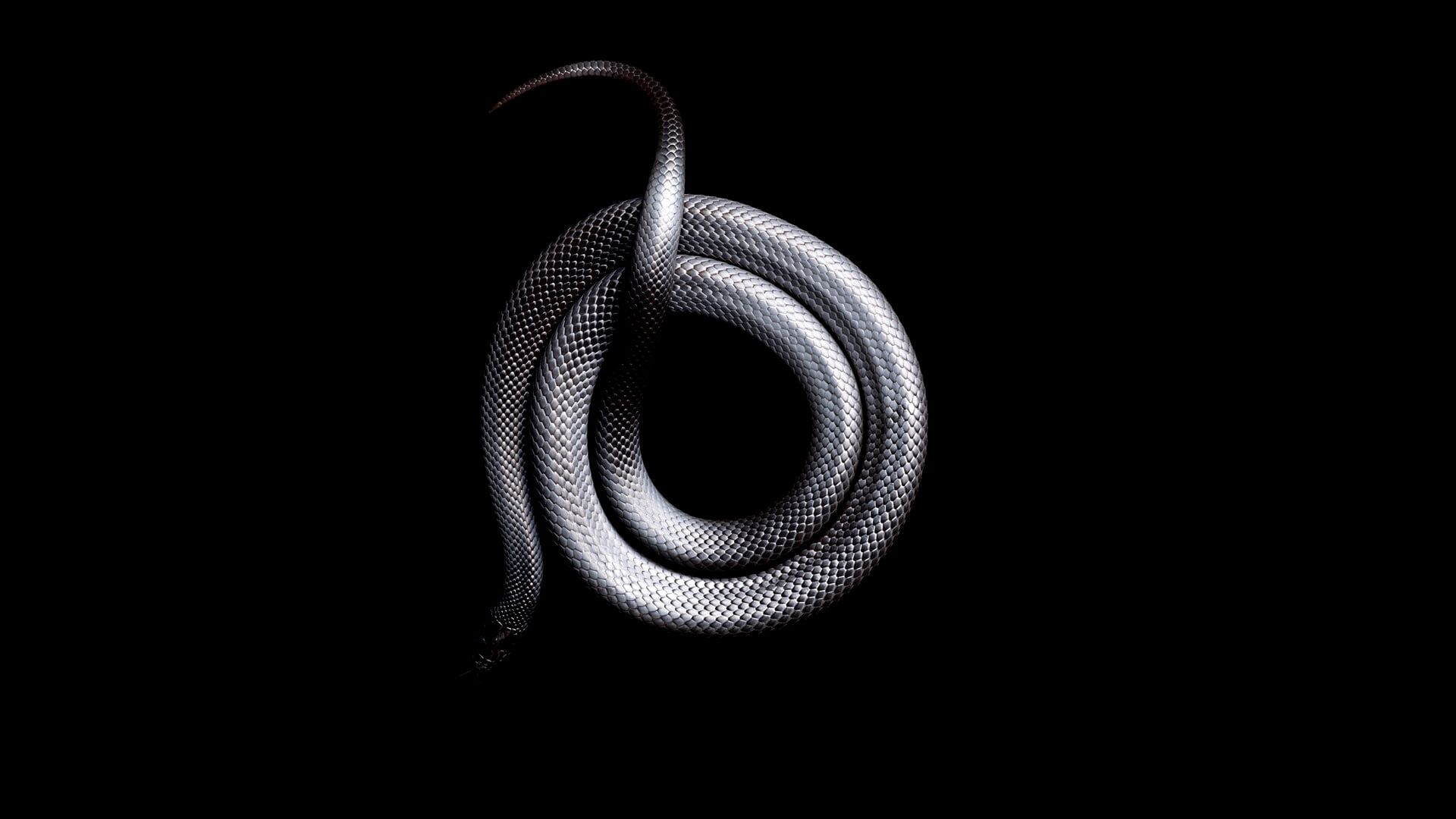 Serpente argentato arrotolato, 1920x1080 Full HD, PC Desktop