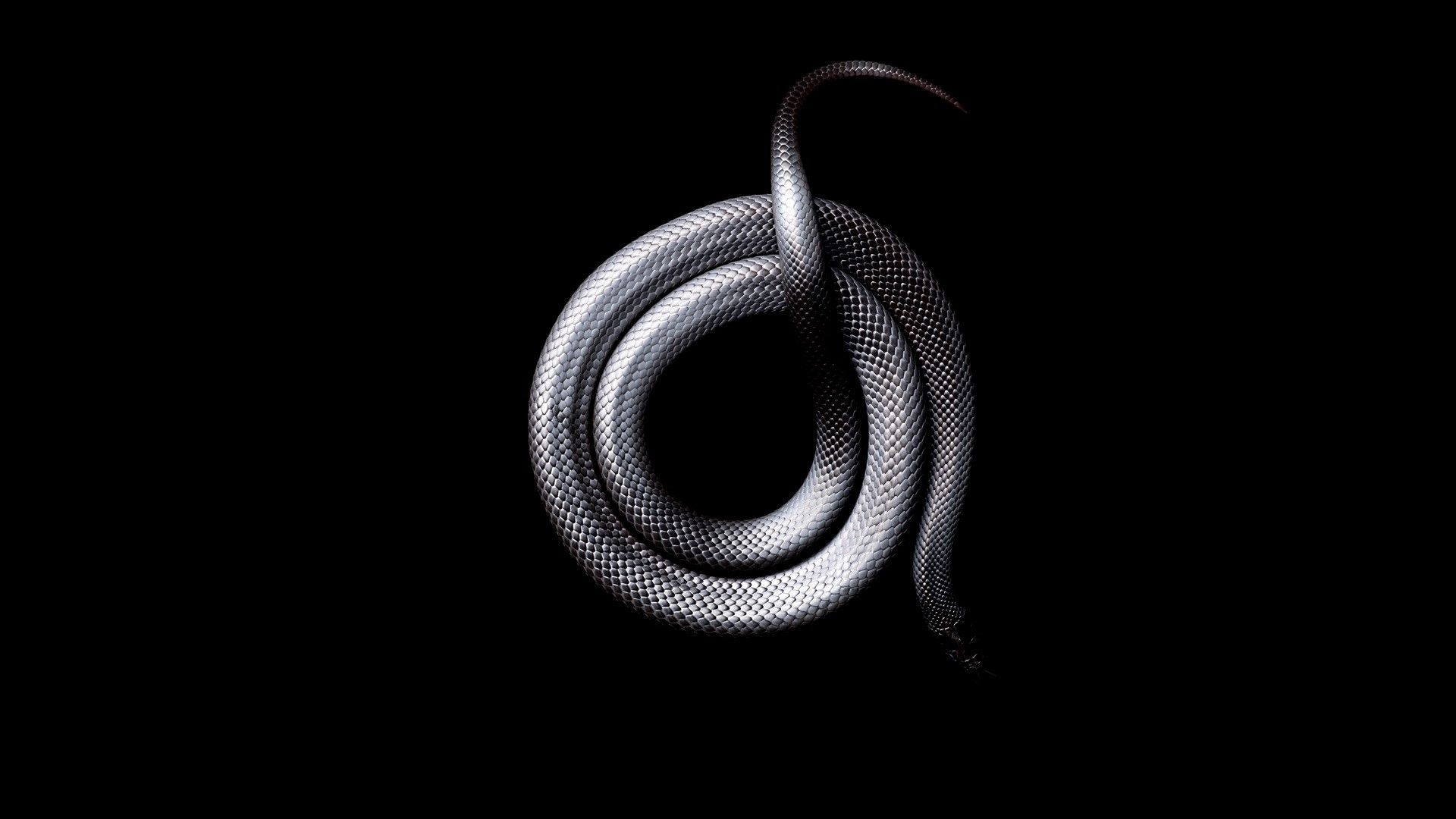 Serpente bianco su sfondo nero, 1920x1080 1080p, Laptop