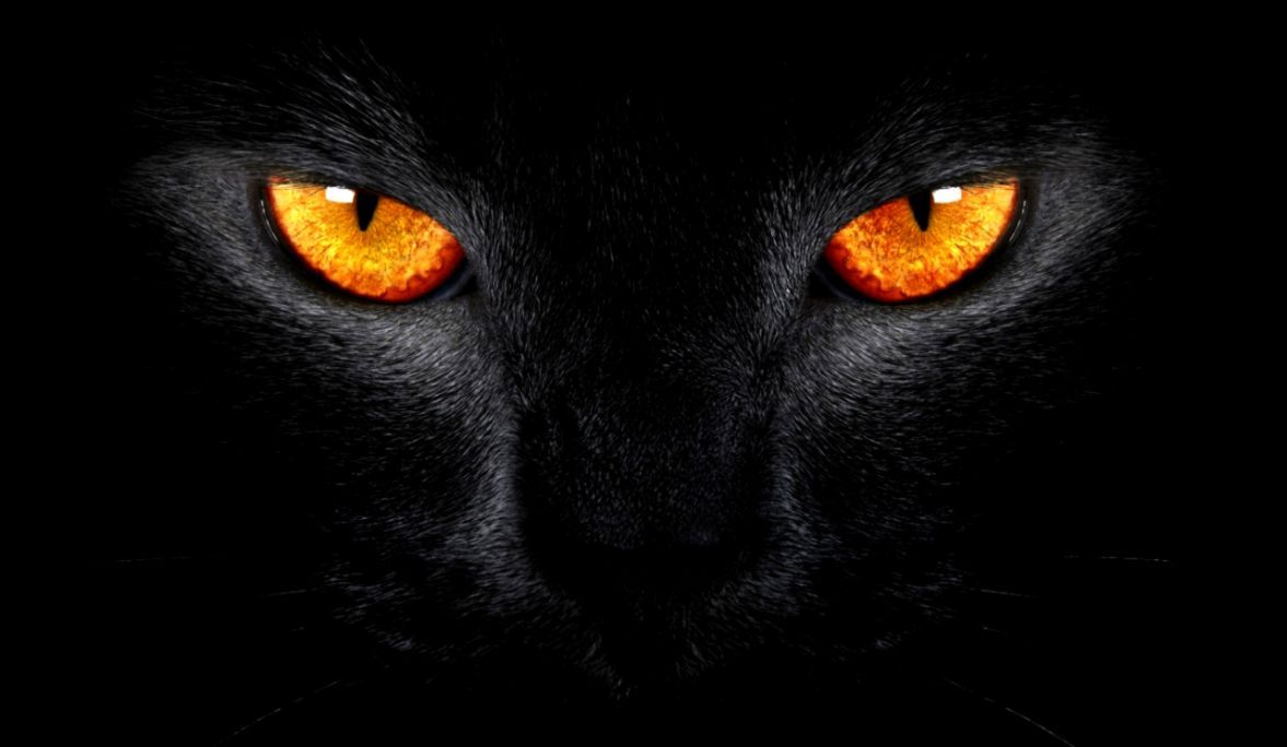 Occhi di gatto nero, 1177x684 HD, Desktop
