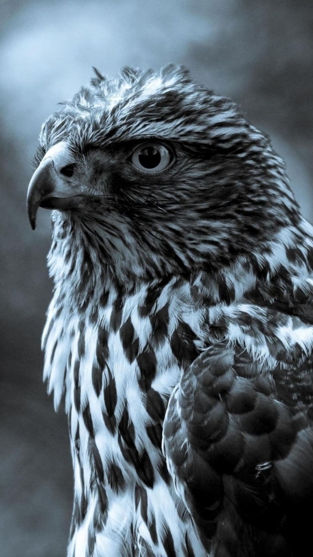 Falco scuro bianco e nero, 1080x1920 Verticale, Samsung Galaxy
