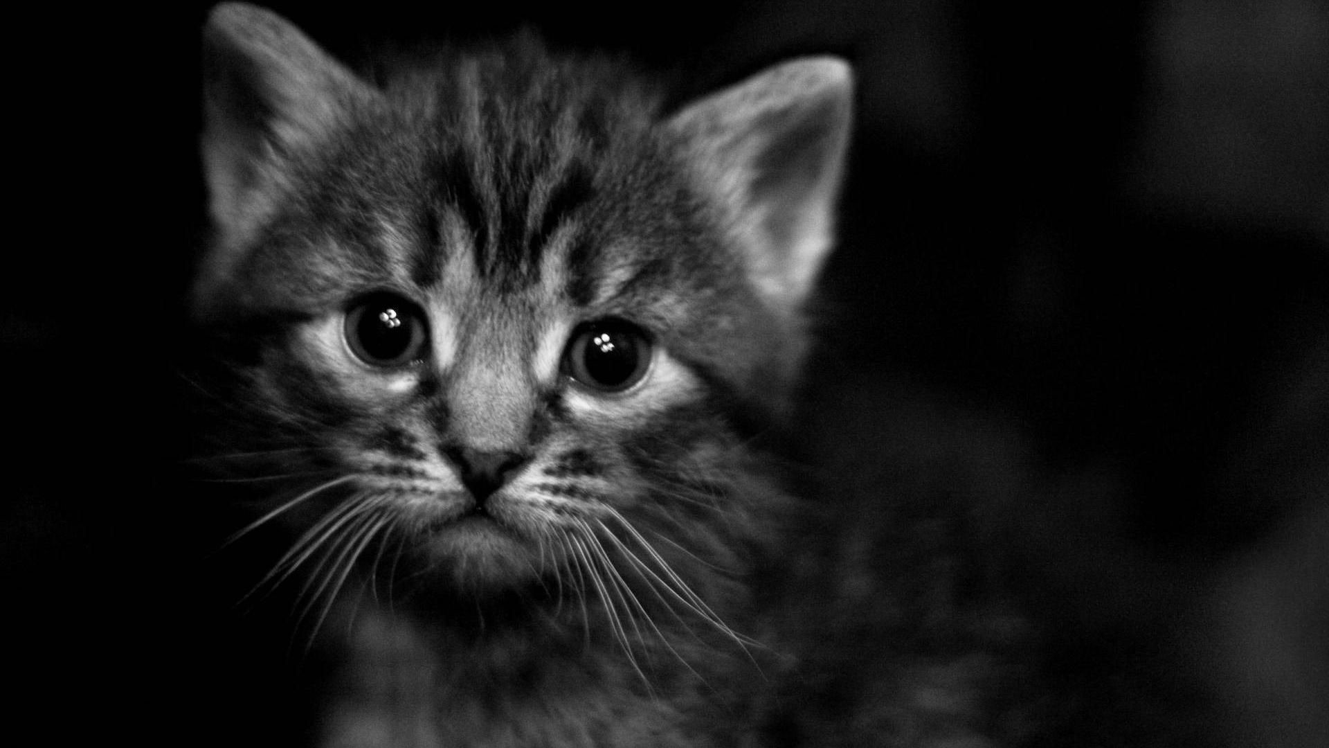 Gattino bianco e nero, 1920x1080 1080p, PC