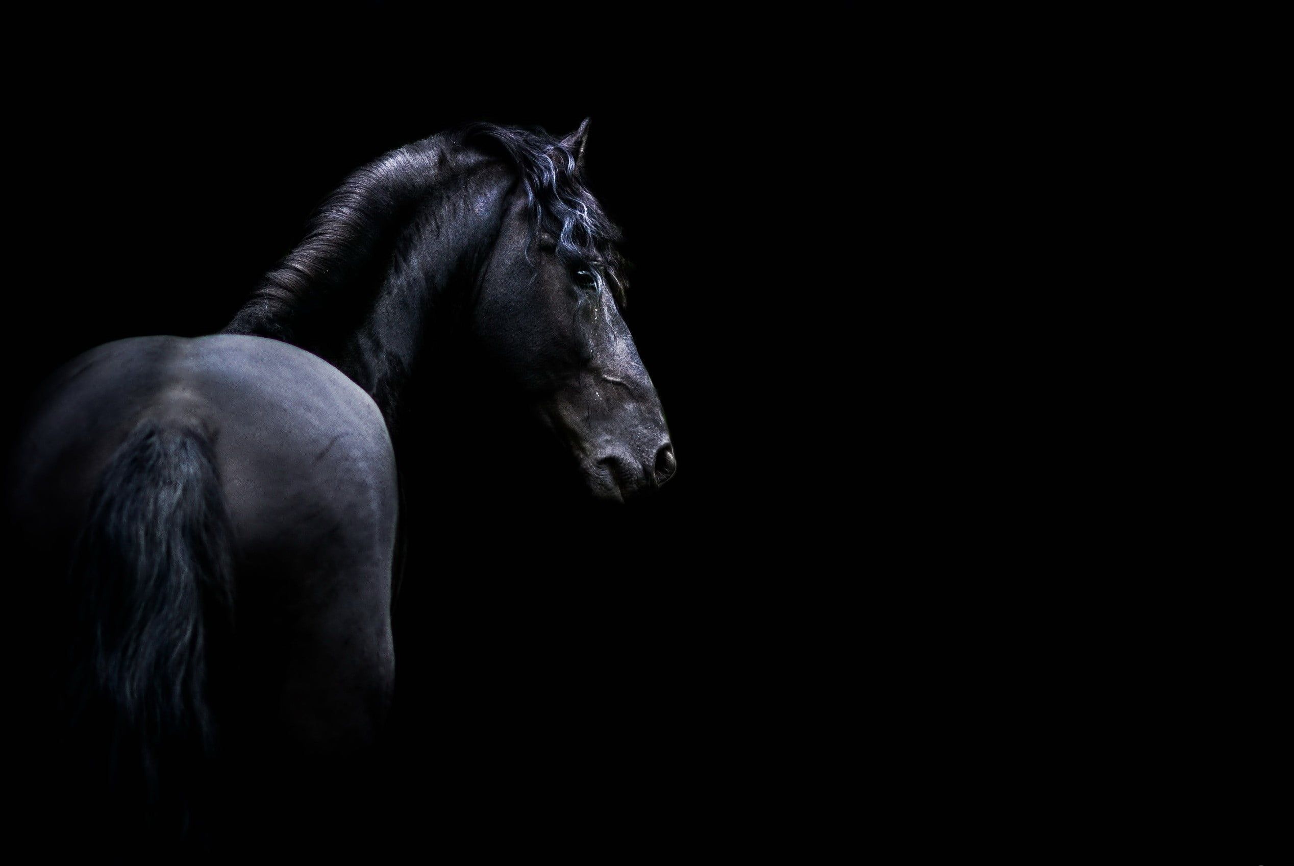 Cavallo nero su sfondo scuro, 2536x1697 alta risoluzione, Desktop