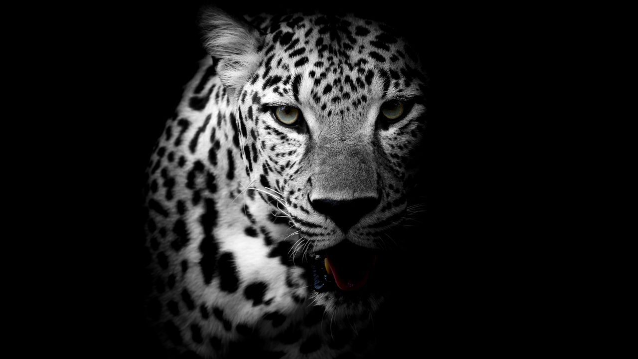Leopardo bianco e nero sfondo scuro, 1280x720 HD, PC Desktop