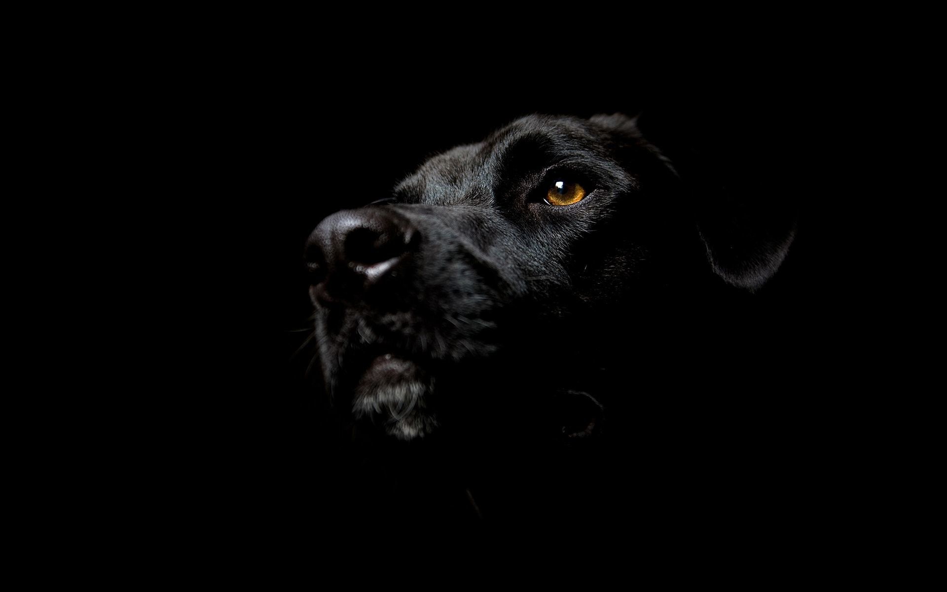 Cane nero su sfondo scuro, 1920x1200 Full HD+, PC
