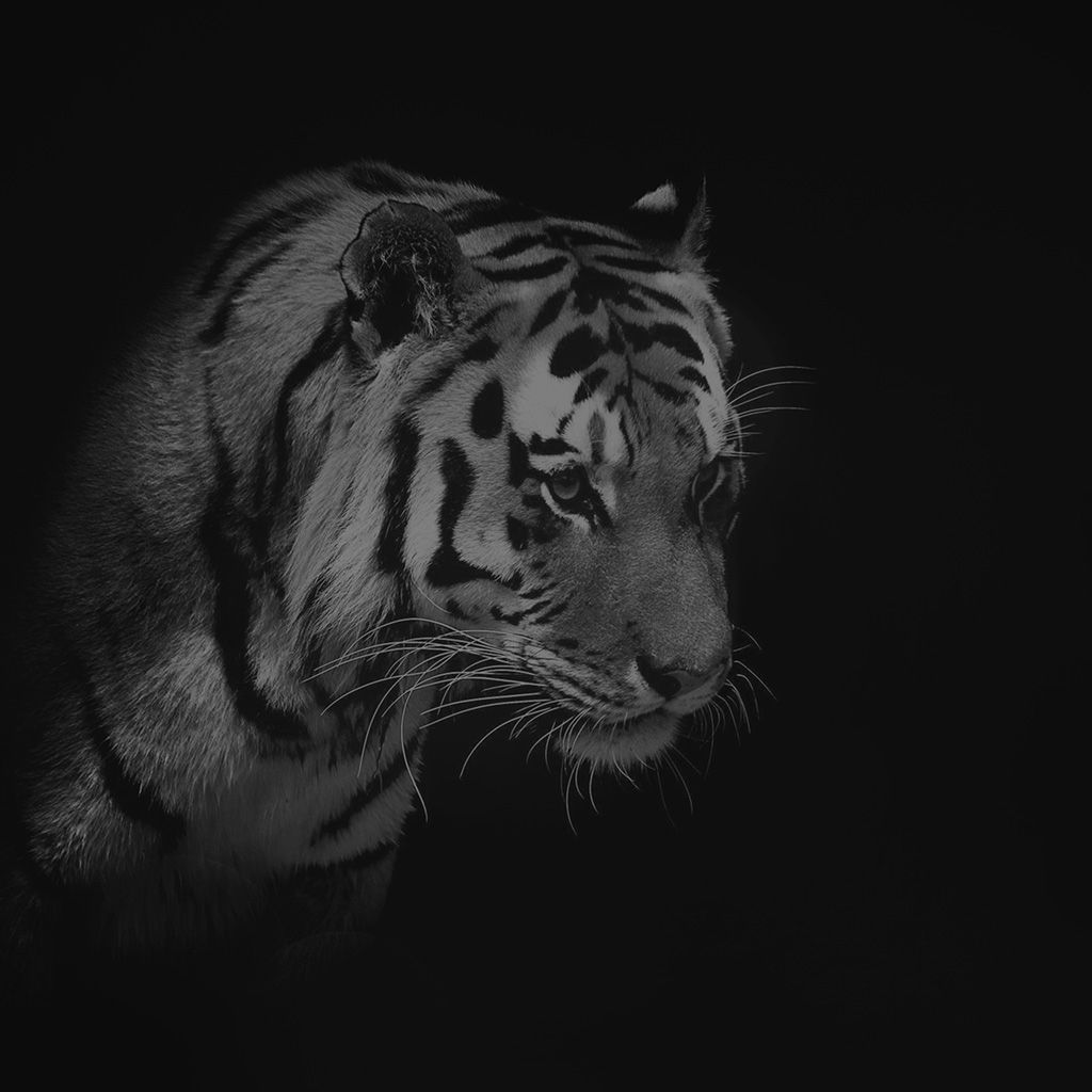Tigre in ombra scuro, 1024x1024 HD, Desktop