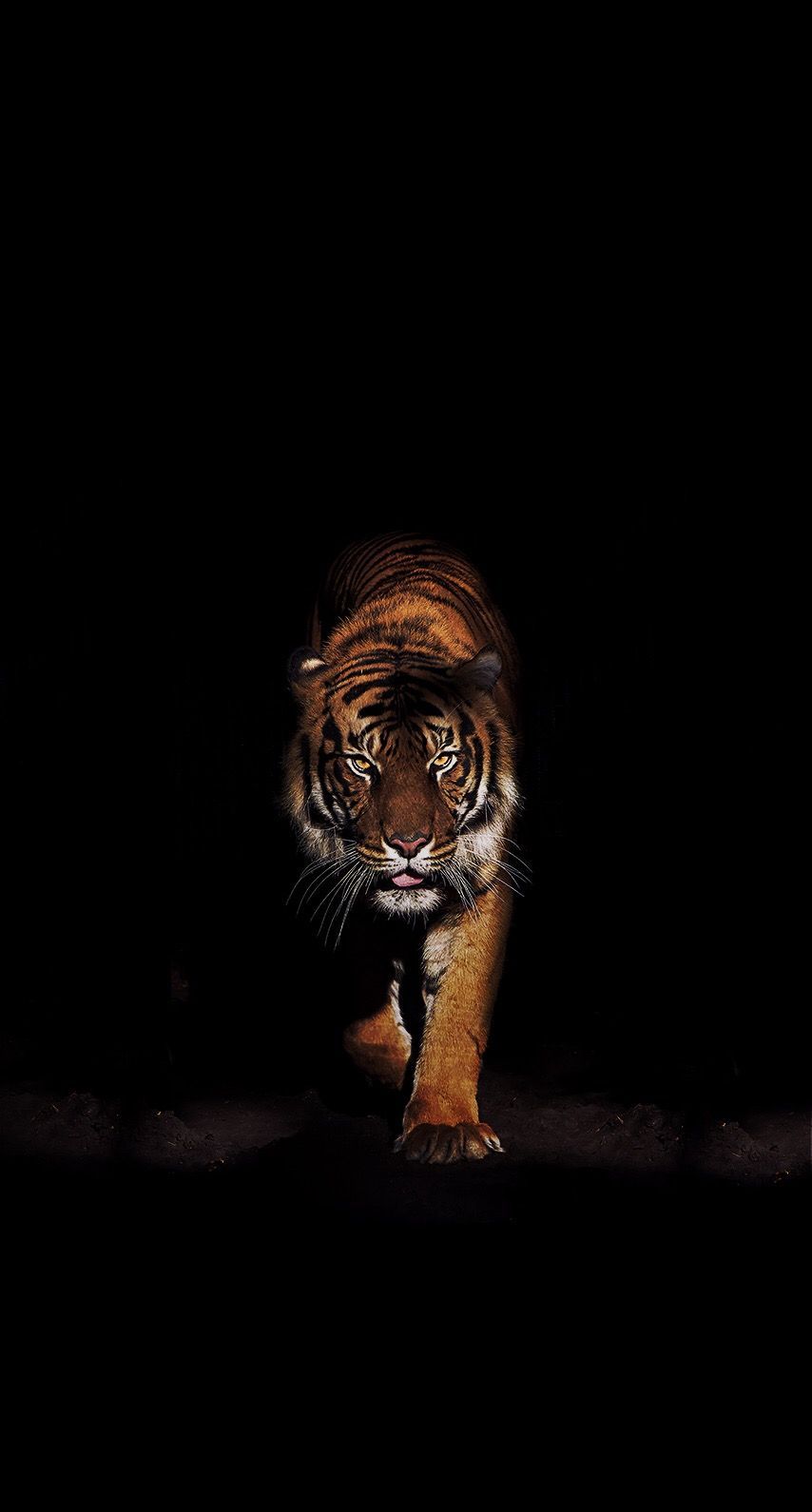 Tigre nell'oscurità, 854x1590 Full HD Verticale, Smartphone