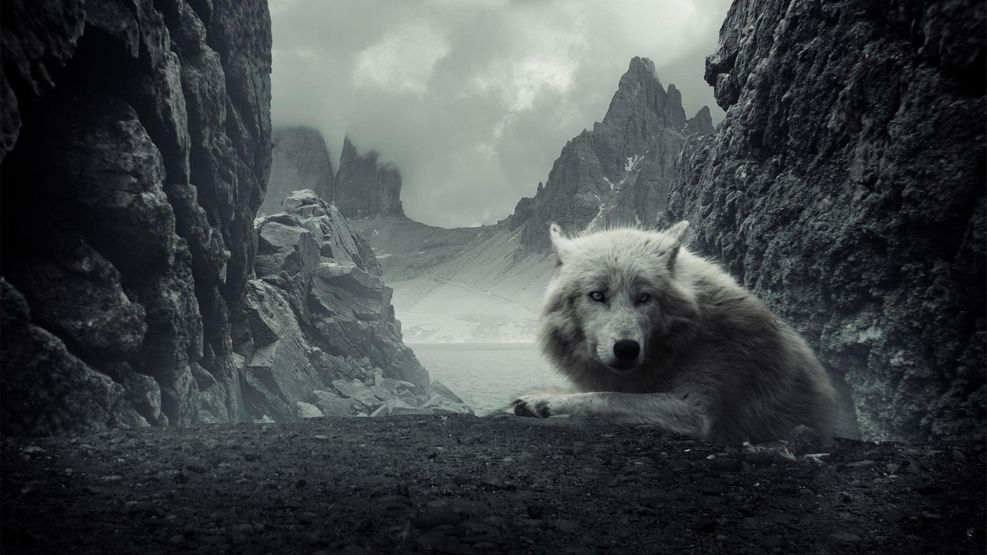 Lupo bianco tra montagne scure, 1920x1080 Full HD 1080p, PC Desktop