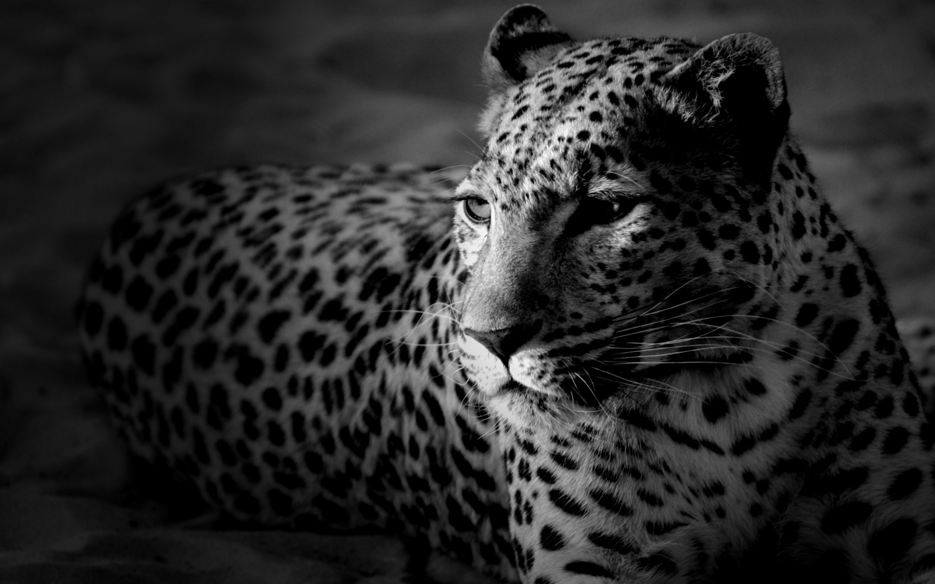 Leopardo in bianco e nero, 1920x1200 Full HD+, Laptop