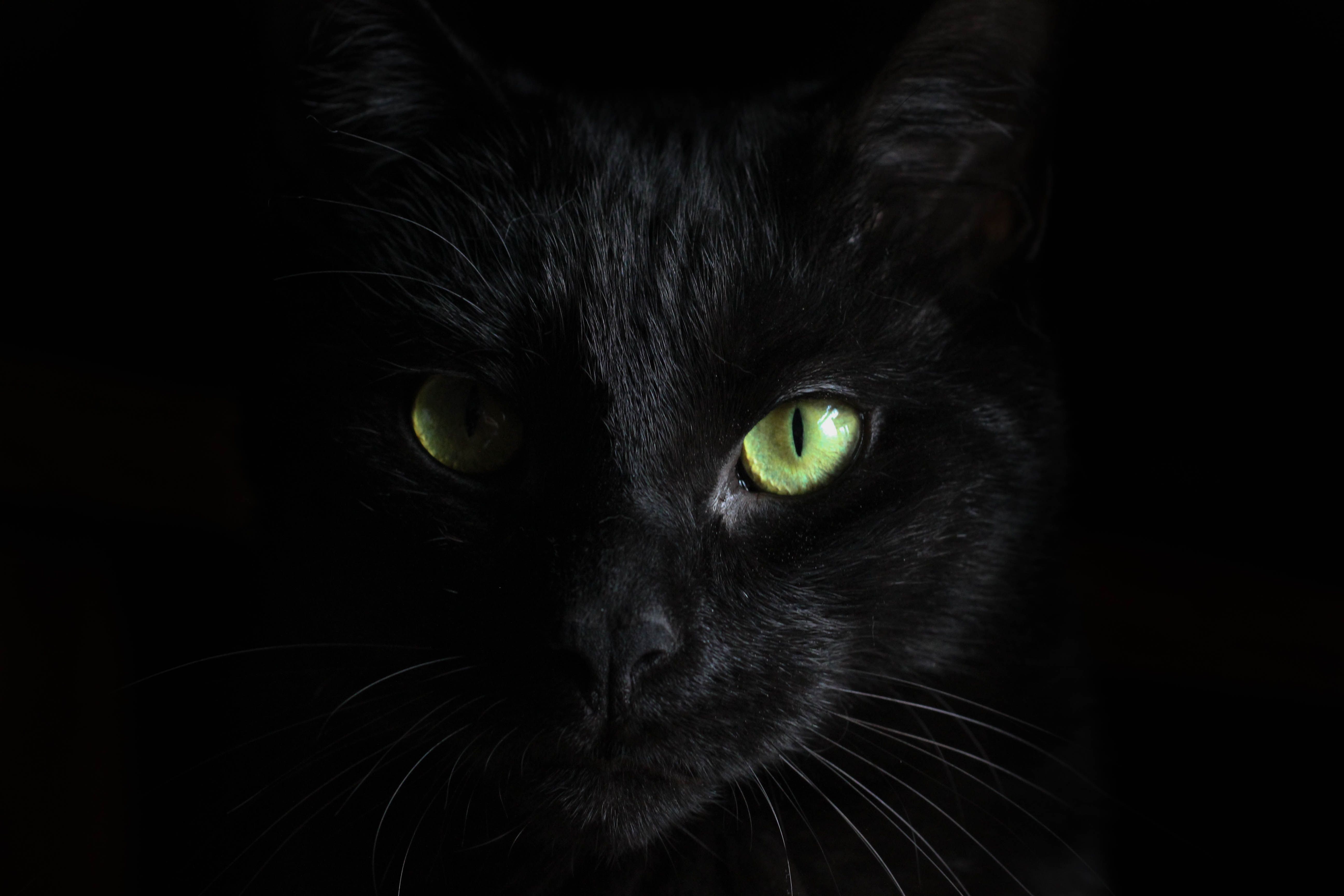 Gatto nero occhi verdi, 5184x3456 4K Ultra HD, Smart TV 4K