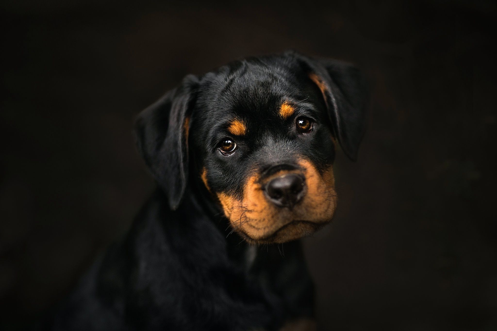 Cucciolo di Rottweiler scuro, 2048x1365 alta risoluzione, PC