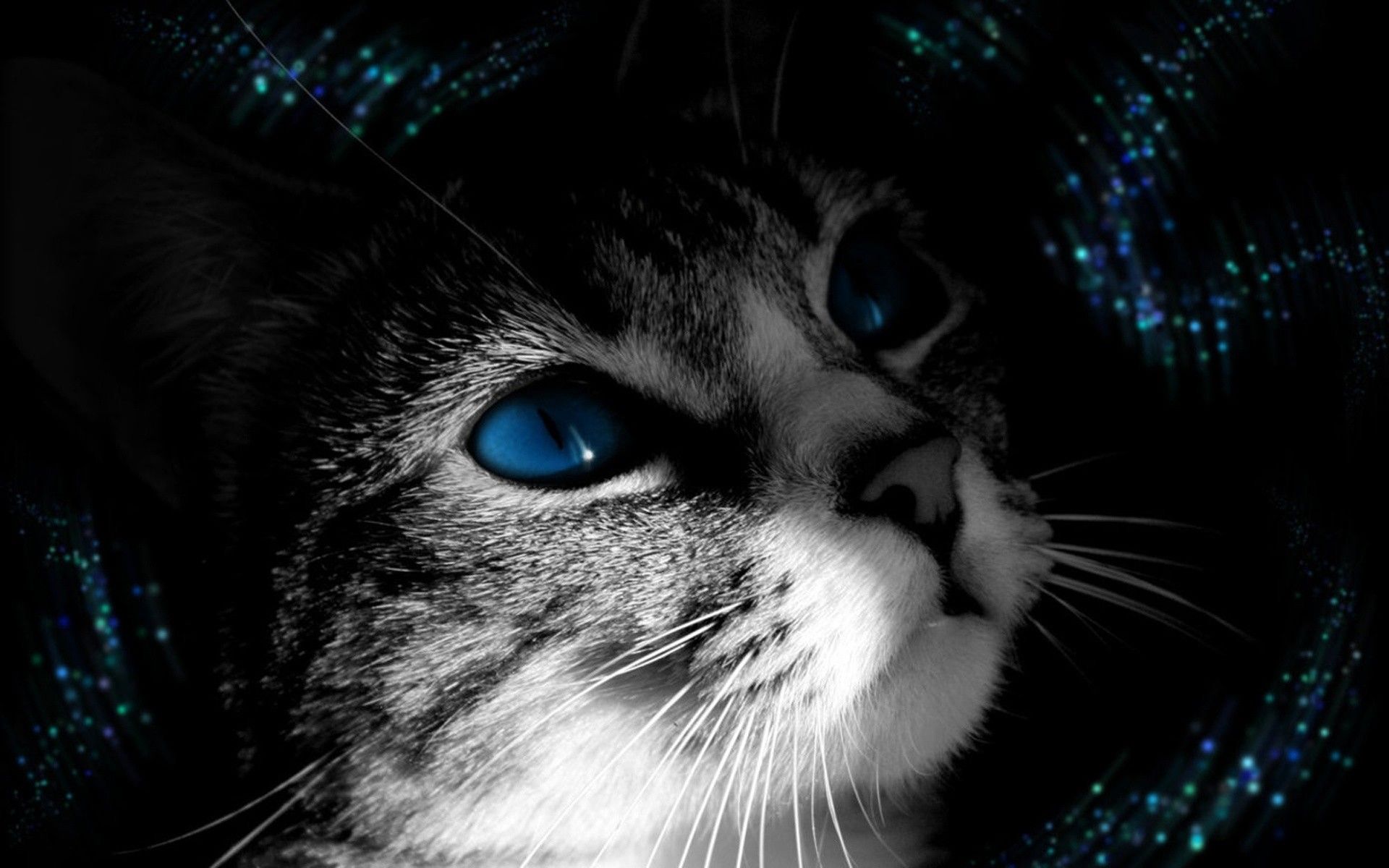 Gatto in bianco e nero, 1920x1080 Full HD 1080p, Desktop