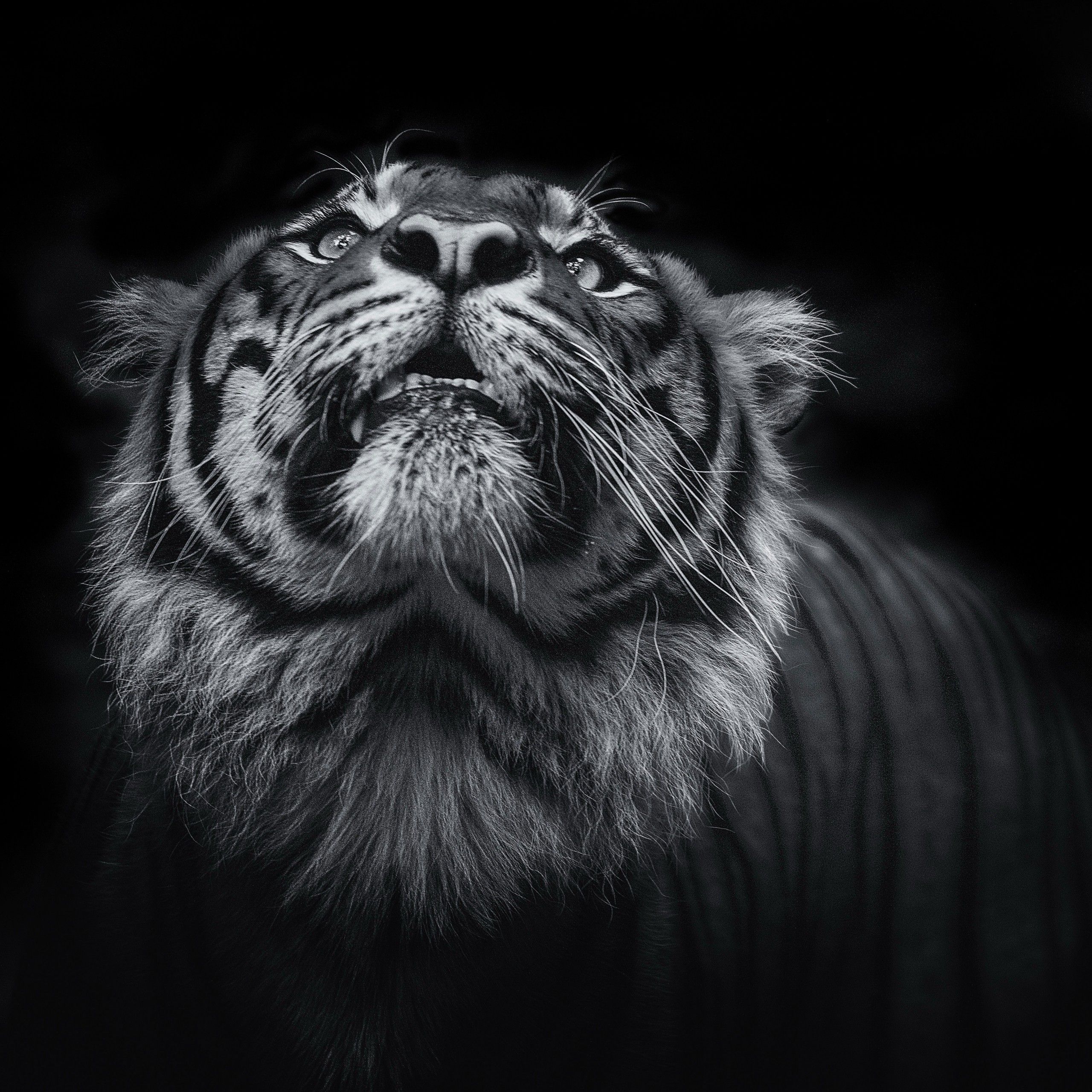 Tigre scura in bianco e nero, 2560x2560 WQXGA, PC