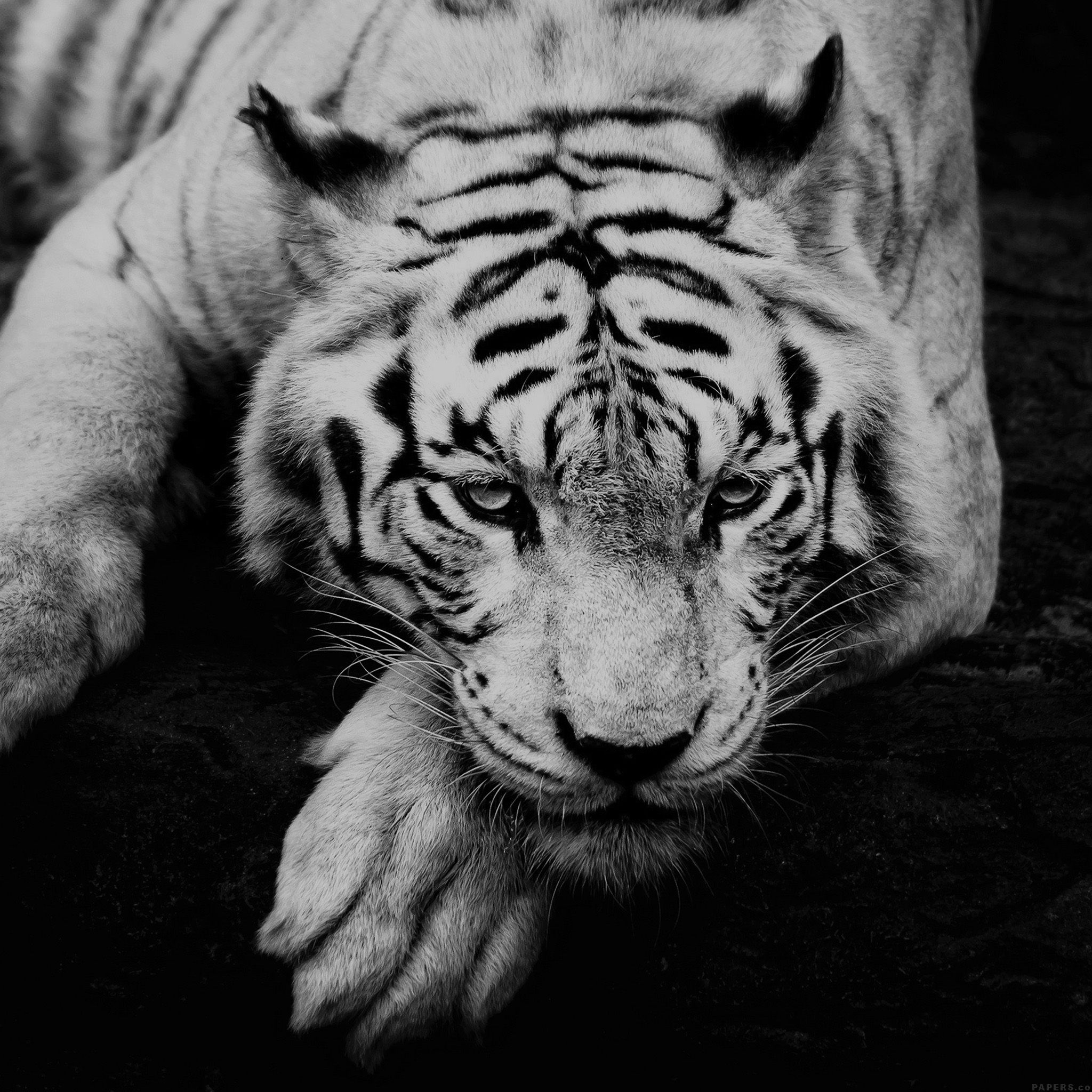 Tigre bianca bianco e nero, 2048x2048 2K, Desktop
