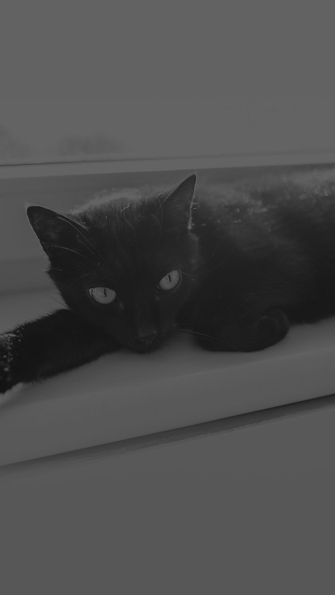 Gatto grigio occhi gialli, 1920x1200 Full HD+ WUXGA, PC