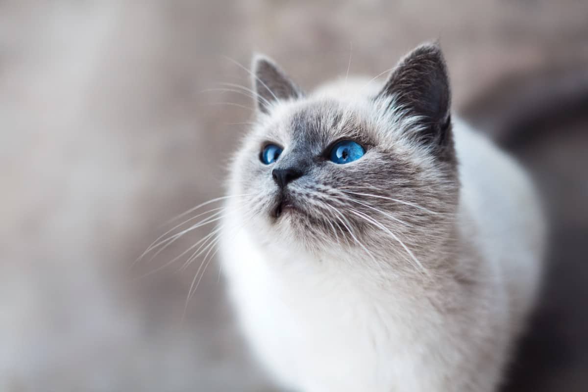 Gatto siamese occhi azzurri, 1200x800 HD, Desktop