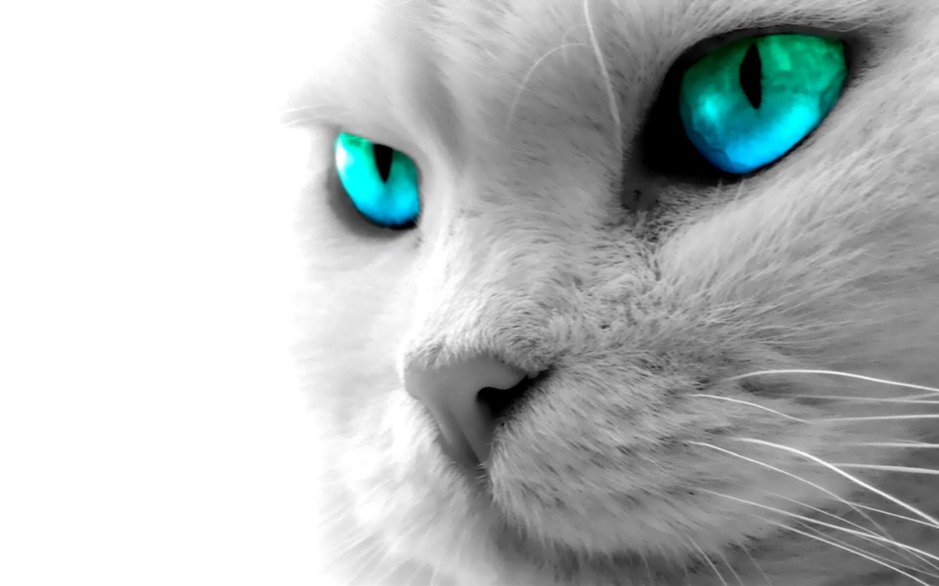 Gatto bianco occhi turchesi, 1920x1200 Full HD+, Laptop
