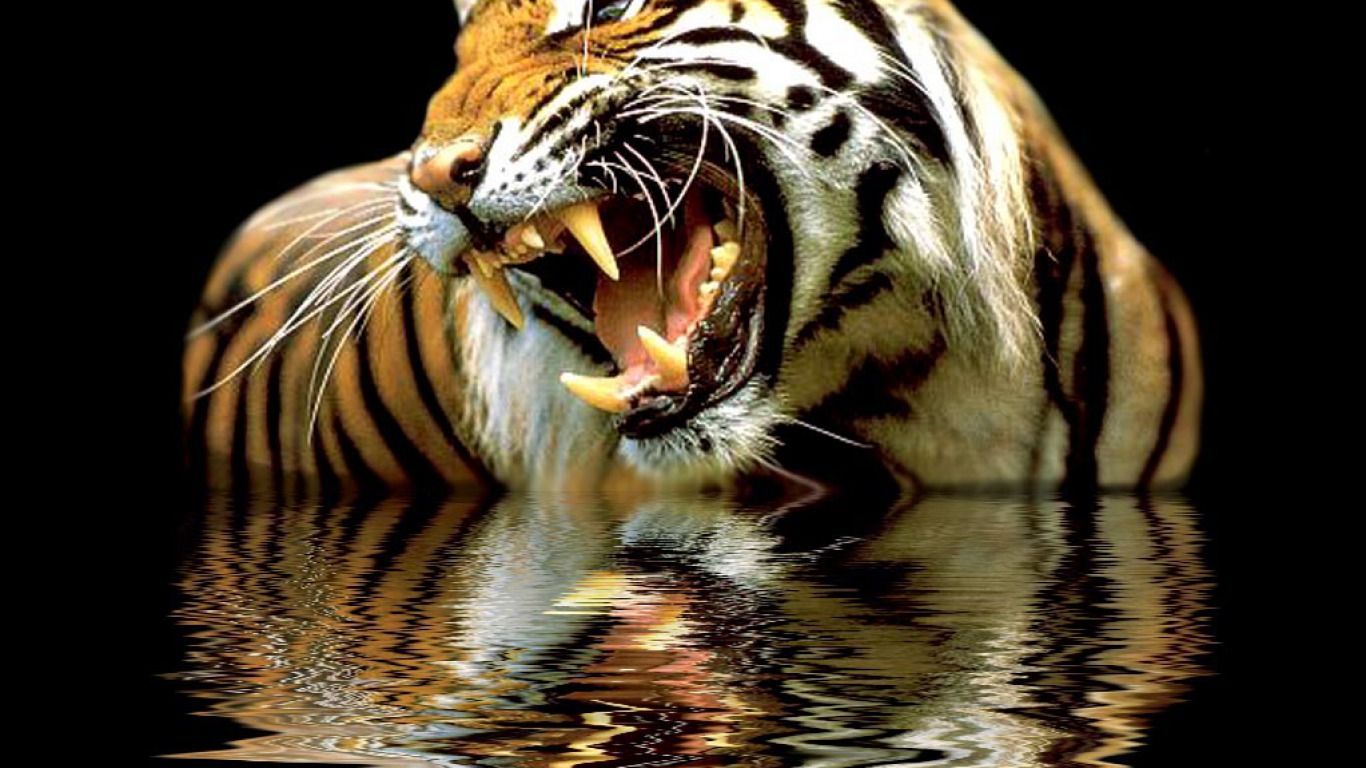 Tigre ruggente riflessa nell'acqua, 1366x768 HD, Desktop