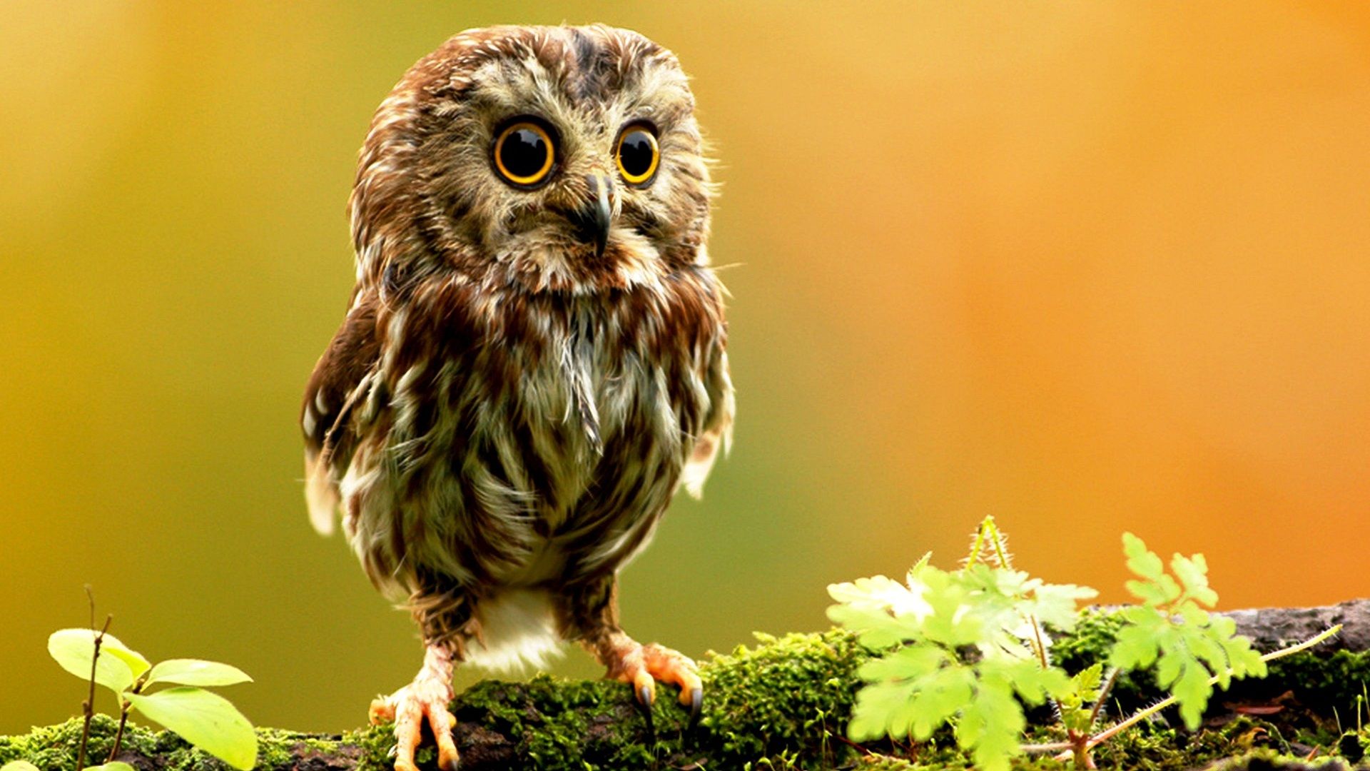 Piccolo gufo su ramo, 1920x1080 Full HD, Desktop