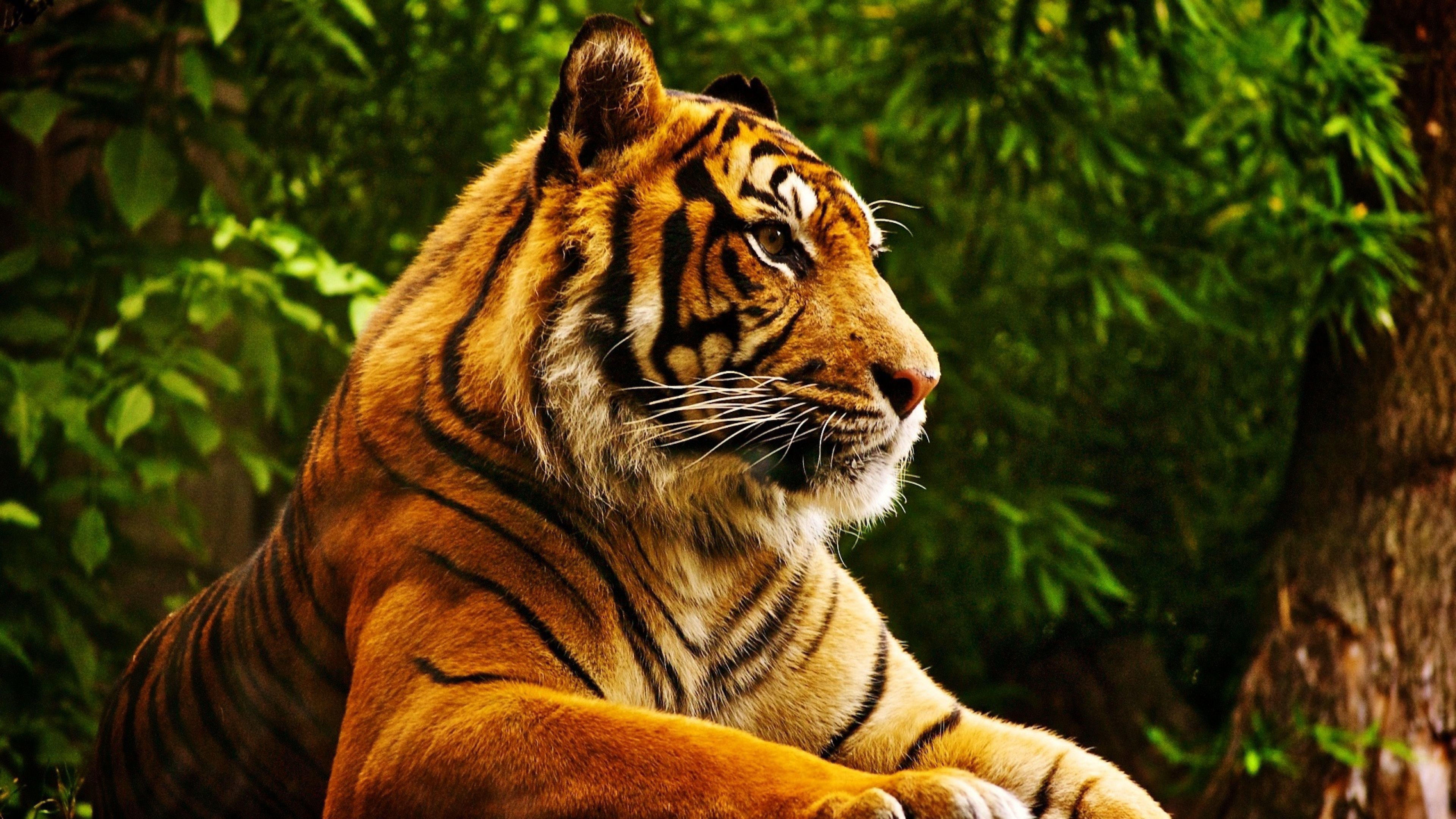 Tigre nella giungla, 7680x4320 Ultra HD, 4K TV
