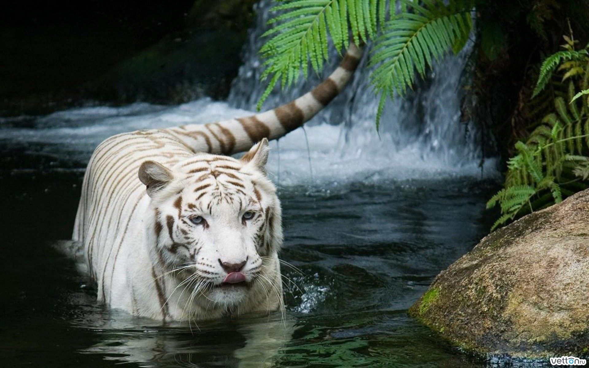 Tigre bianca nell'acqua, 1920x1200 Full HD+, Desktop