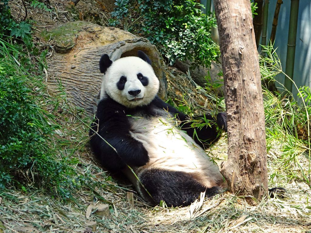 Panda gigante seduto rilassato, 1024x768 HD, Desktop