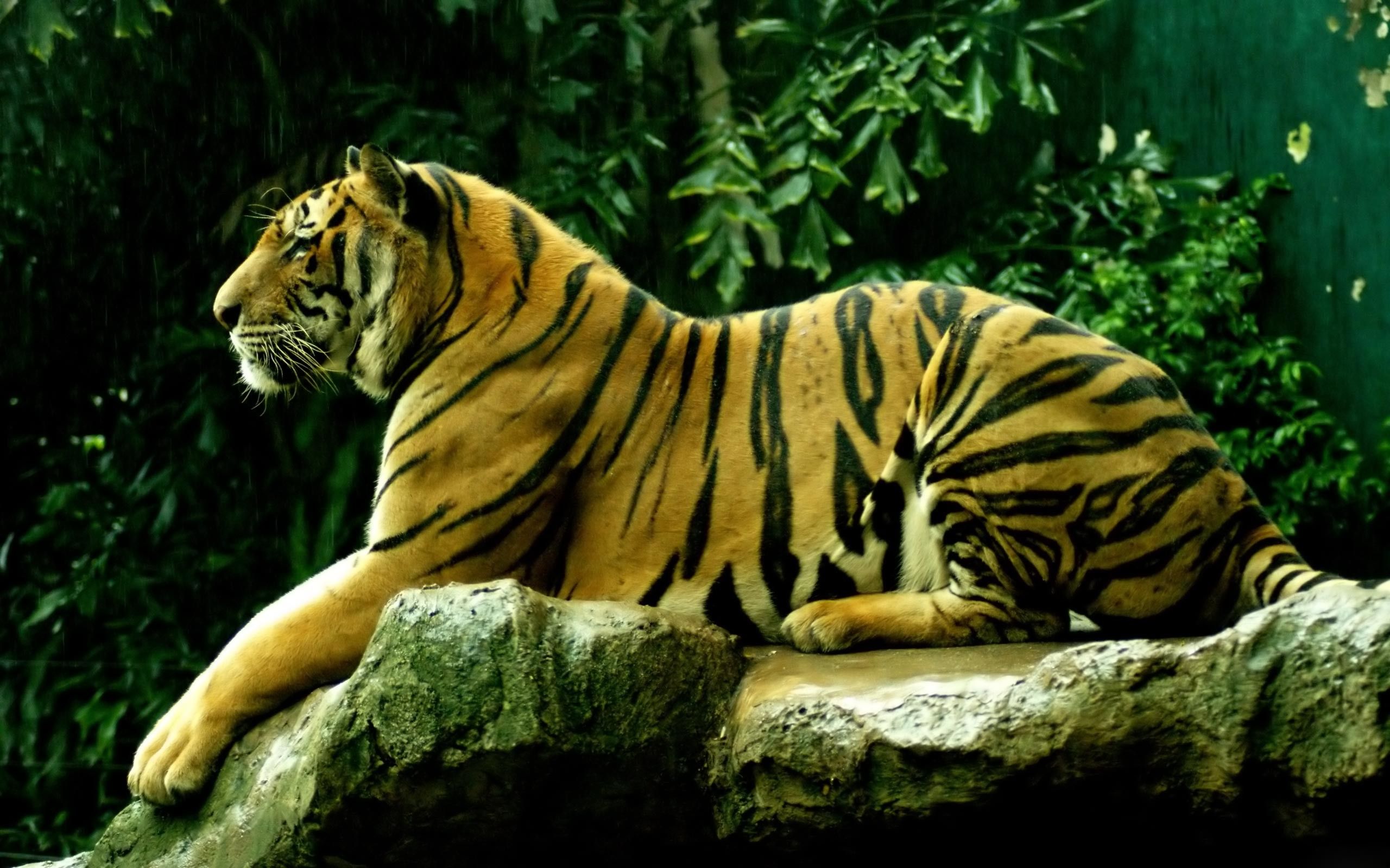 Tigre sdraiata su roccia, 2560x1600 2K, PC
