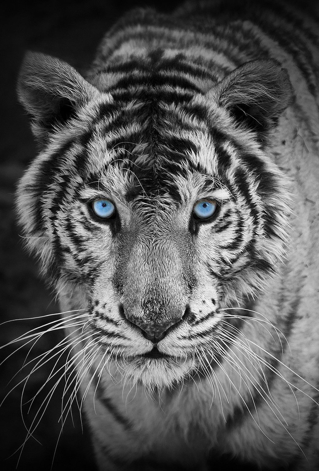 Tigre bianca occhi azzurri, 1040x1536 Verticale, Mobile