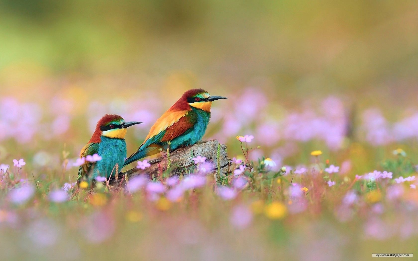 Gruccioni colorati tra fiori, 1680x1050 HD Ready, Notebook Gaming