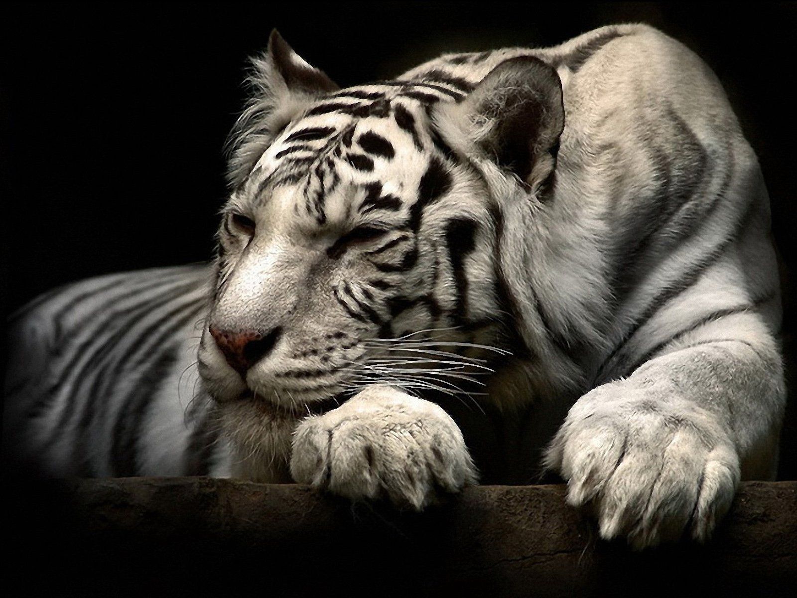 Tigre bianca su sfondo scuro, 1600x1200 HD, PC