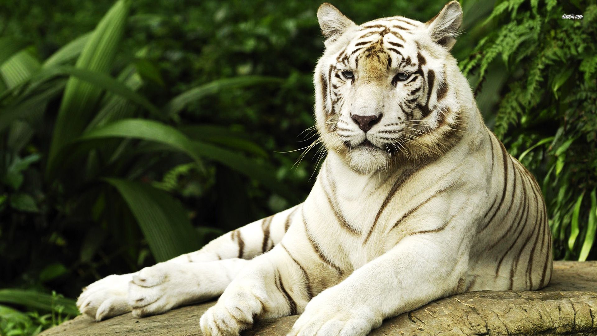 Tigre bianca sdraiata, 1920x1080 1080p, Desktop
