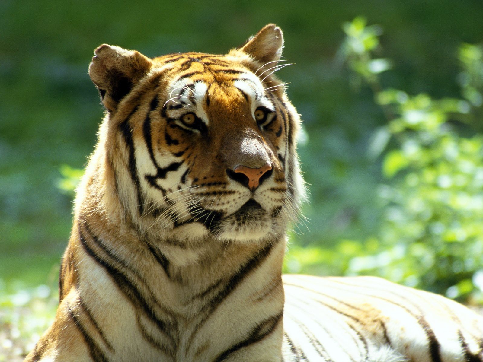 Tigre nella natura, 1600x1200 900p, MacBook Air