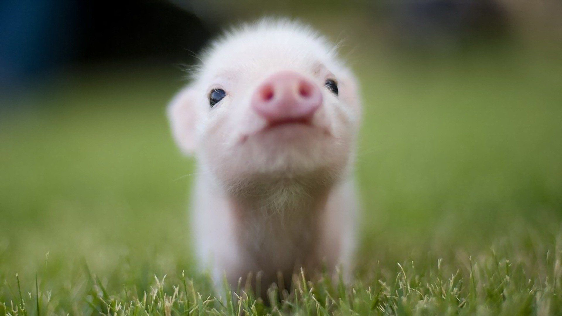 Cucciolo di maialino sull'erba, 1920x1080 Full HD 1080p, Desktop