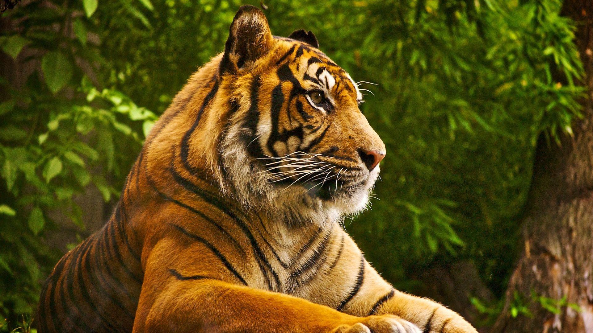 Tigre nella giungla, 1920x1080 1080p, Laptop