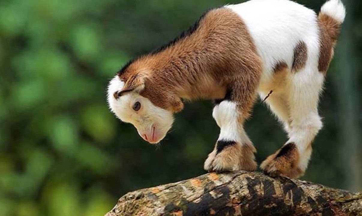 Capretto bianco e marrone, 1207x722 HD, Desktop