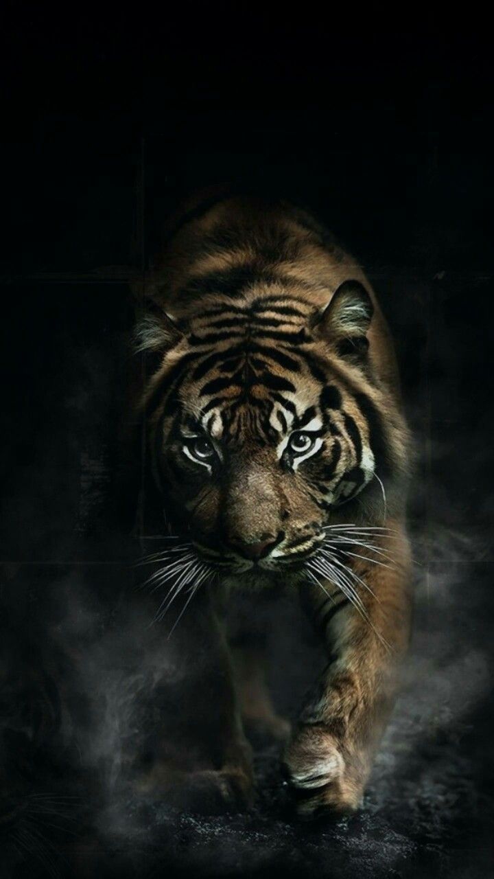 Tigre nell'oscurità, 720x1280 Full HD Verticale, Smartphone