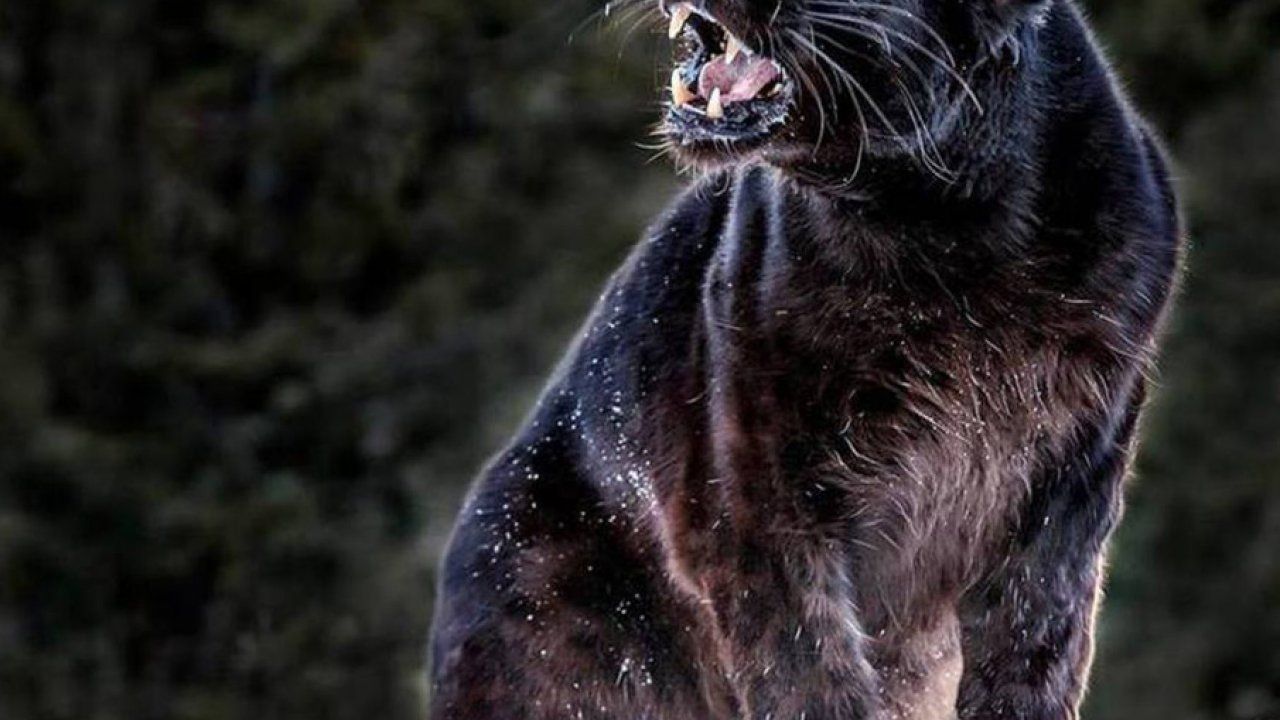 Pantera nera che ringhia, 1280x720 720p, iMac