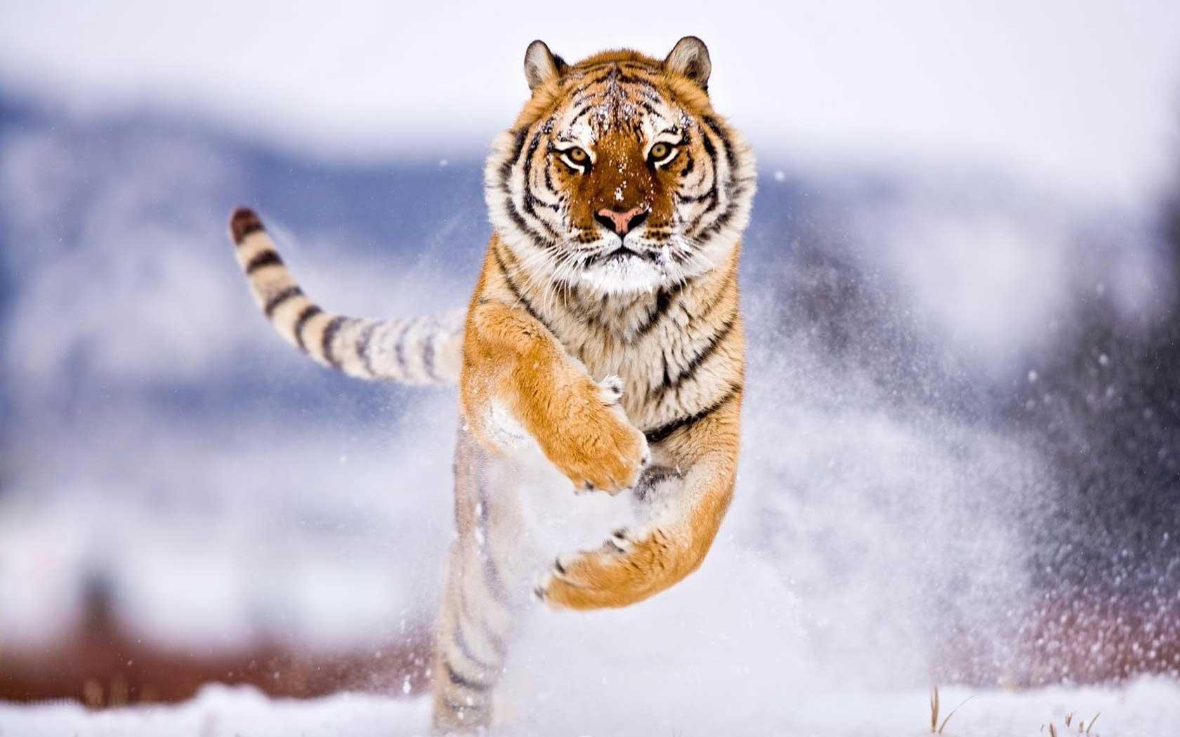 Tigre che corre nella neve, 1680x1050 HD, Desktop