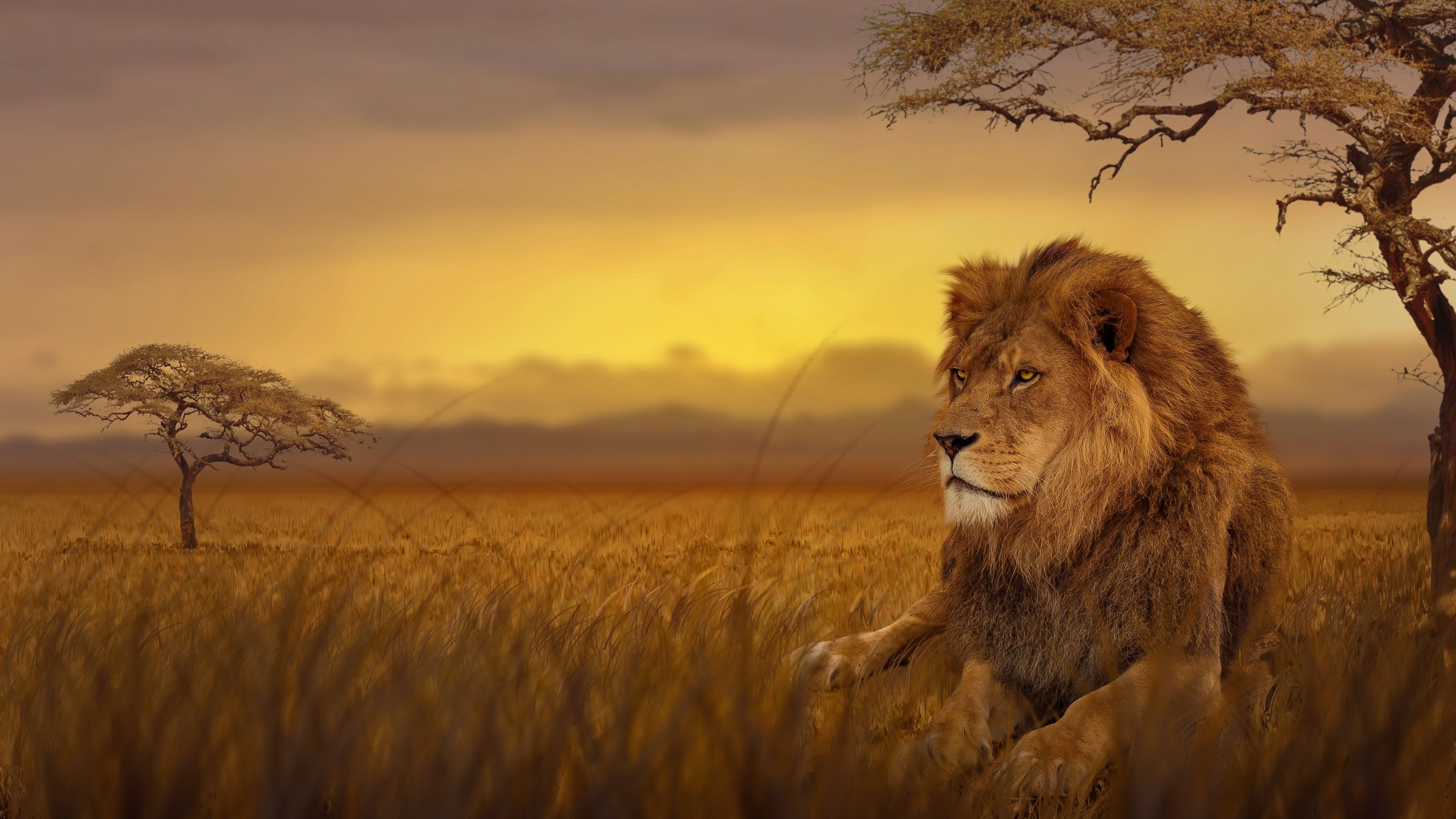 Leone nella savana al tramonto, 3840x2160 4K Ultra HD, Monitor 4K