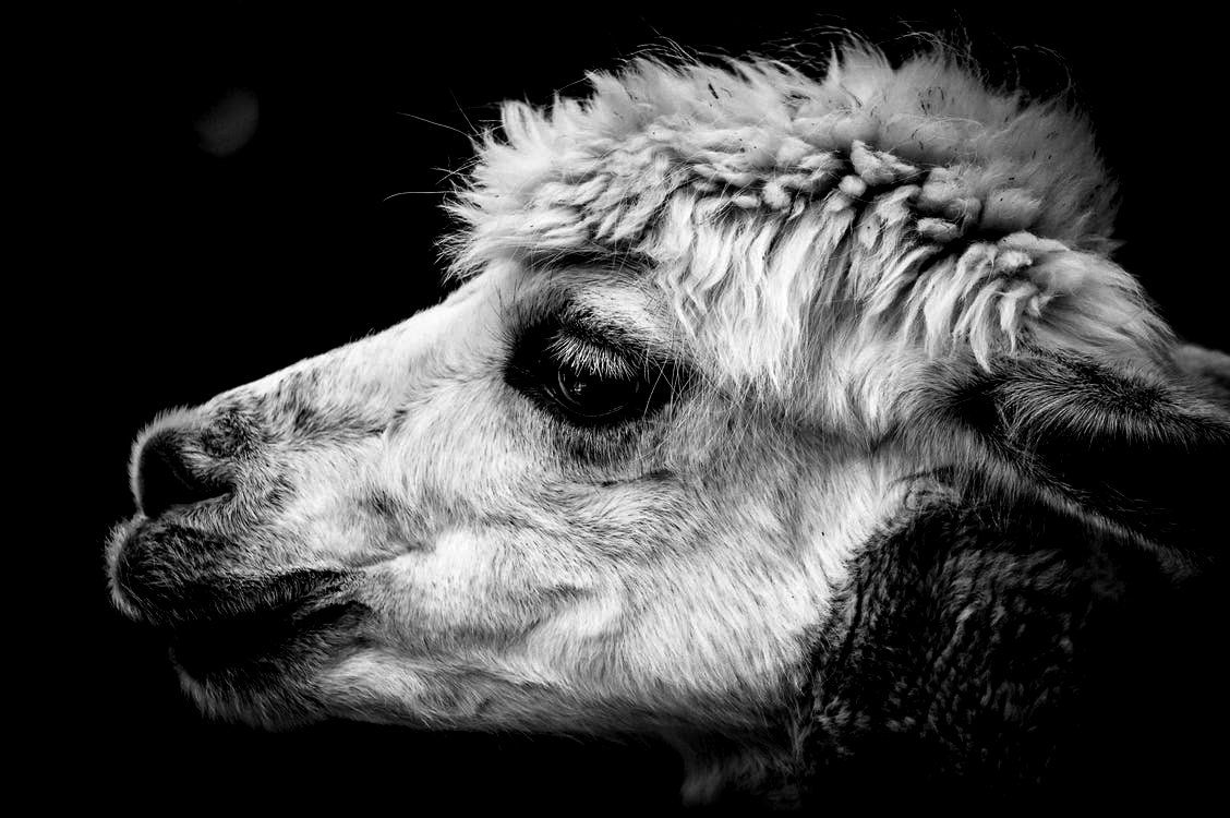 Alpaca in bianco e nero, 1128x750 HD, PC