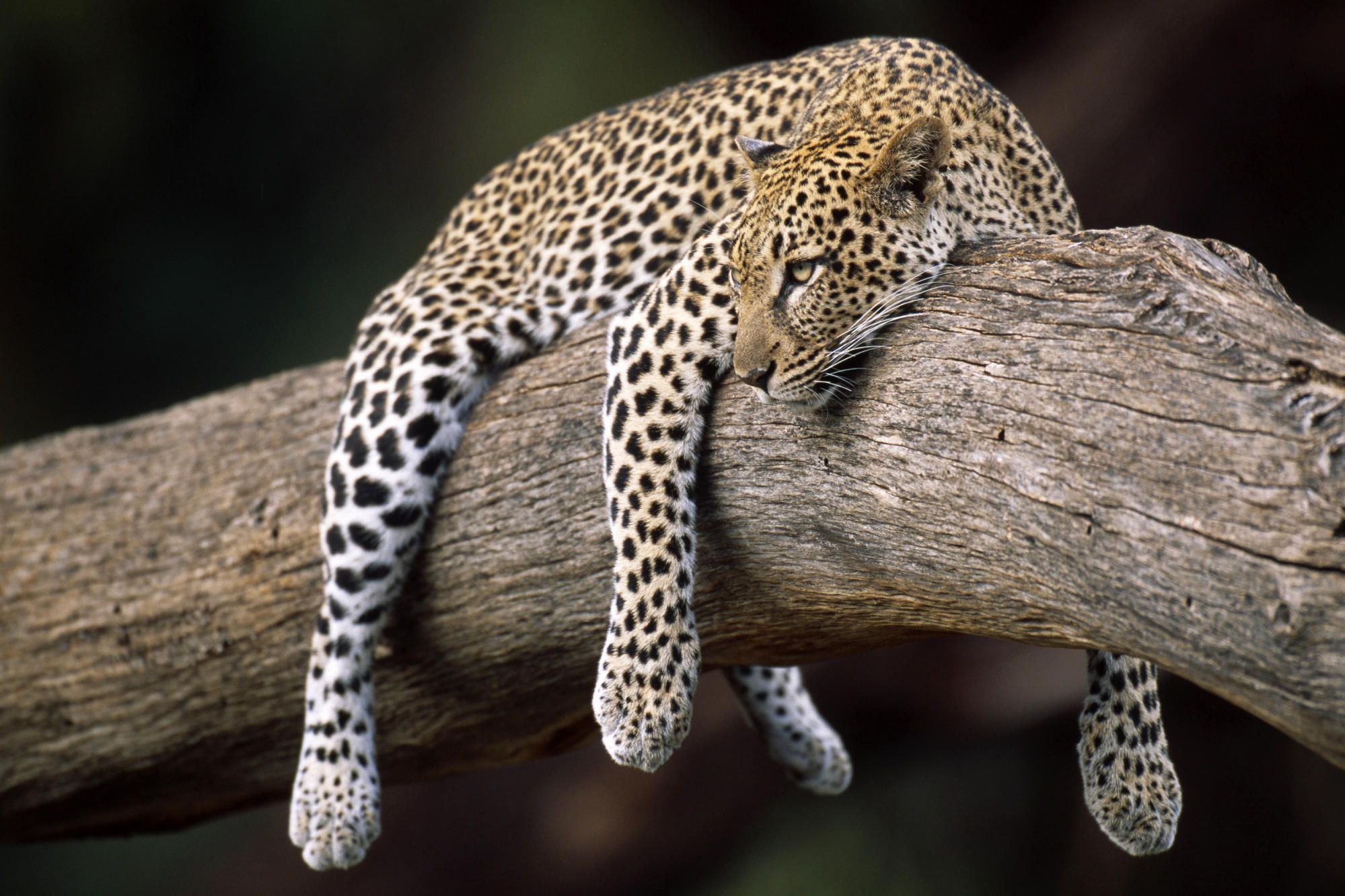 Leopardo disteso su ramo, 1999x1333 Full HD+ WUXGA, Desktop
