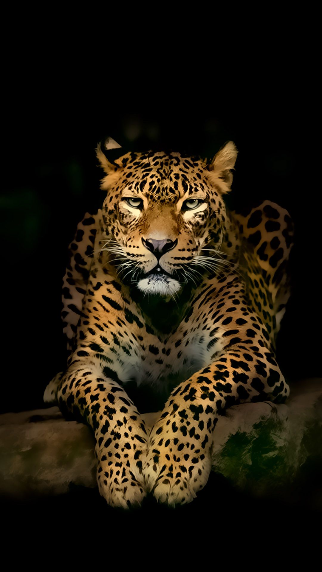 Leopardo su ramo scuro, 1080x1920 Full HD Verticale, iPhone